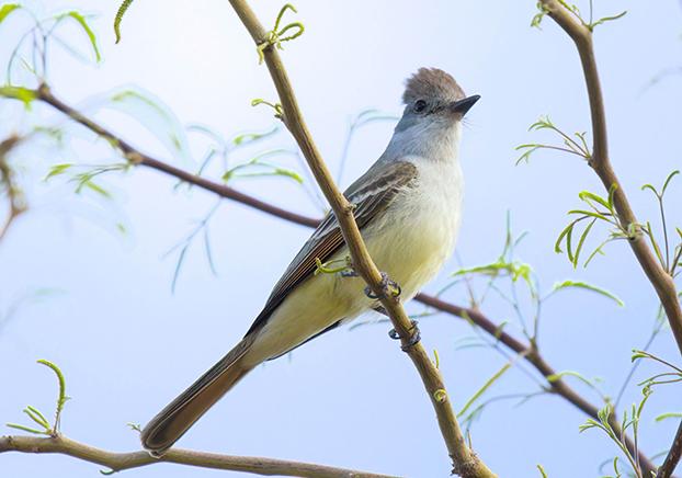 Ash-Throated Flycatcher