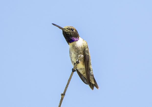 Black Chinned Humming Bird