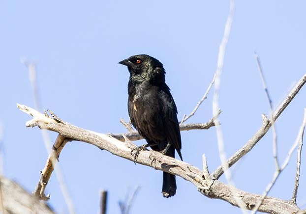Bronzed Cowbird