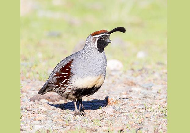 Gambel's Quail