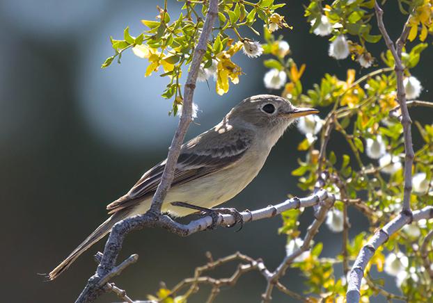 Gray Flycatcher