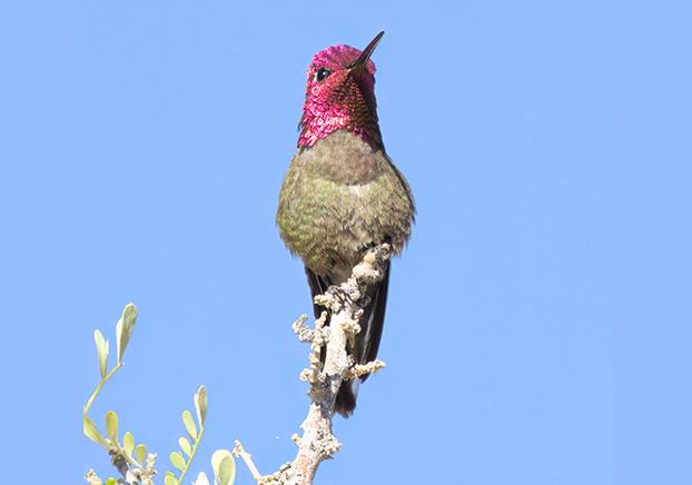 Hummingbird