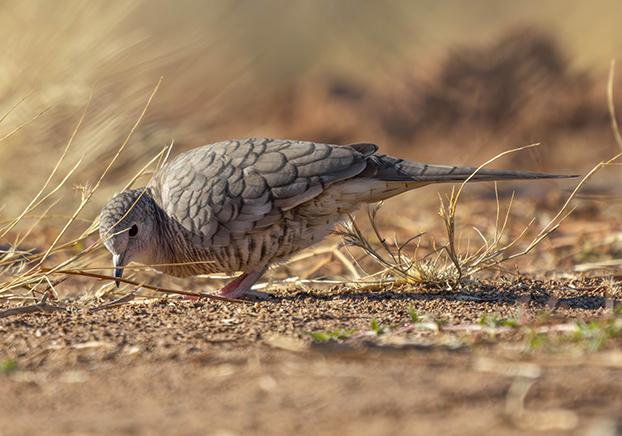 Inca Dove