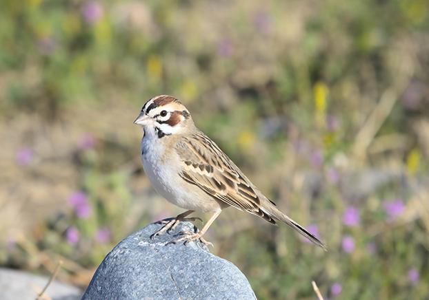 Lark Sparrow
