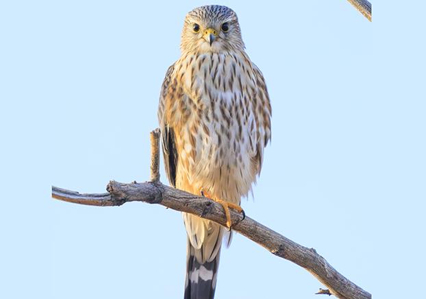 Merlin Falcon