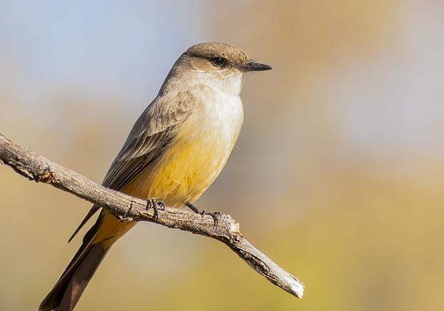 Say's Phoebe