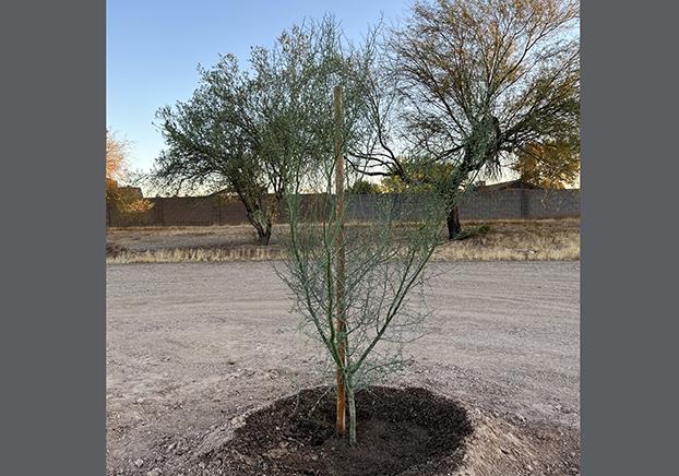 Blue Palo Verde