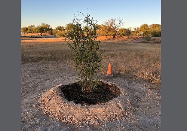 Desert Ironwood