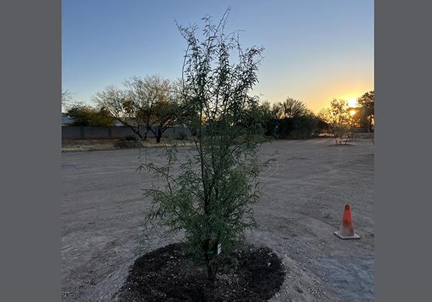 Velvet Mesquite