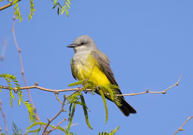 Western Kingbird